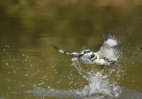 娱乐吃瓜遛鸟大师是谁啊,网络红人的传奇故事